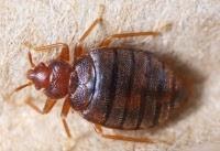 Seattle bed bug removal needed for bed bug