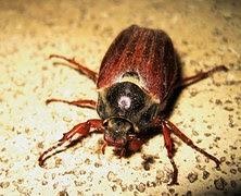 Seattle Insect control - image of beetle
