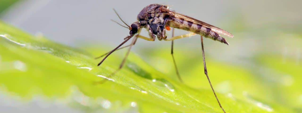 Seattle mosquito tick control service