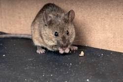 seattle rodent control senske - mouse in image.