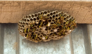 Bee and wasp removal service in Seattle needed for wasp nest in image.