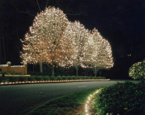 senske christmas lights trees