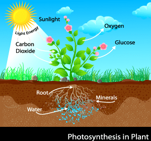 senske lawn photosynthesis