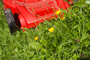 lawn mower over weeds