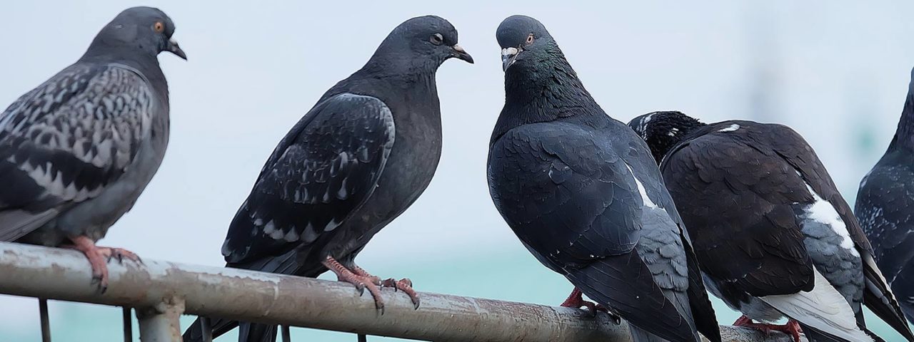 Pigeons on a fence need Senske' pigeon control services.
