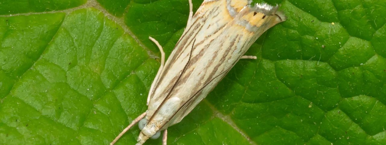sod webworm treatment needed for a sod webworm moth shown on a leaf