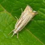 sod webworm treatment needed for a sod webworm moth shown on a leaf