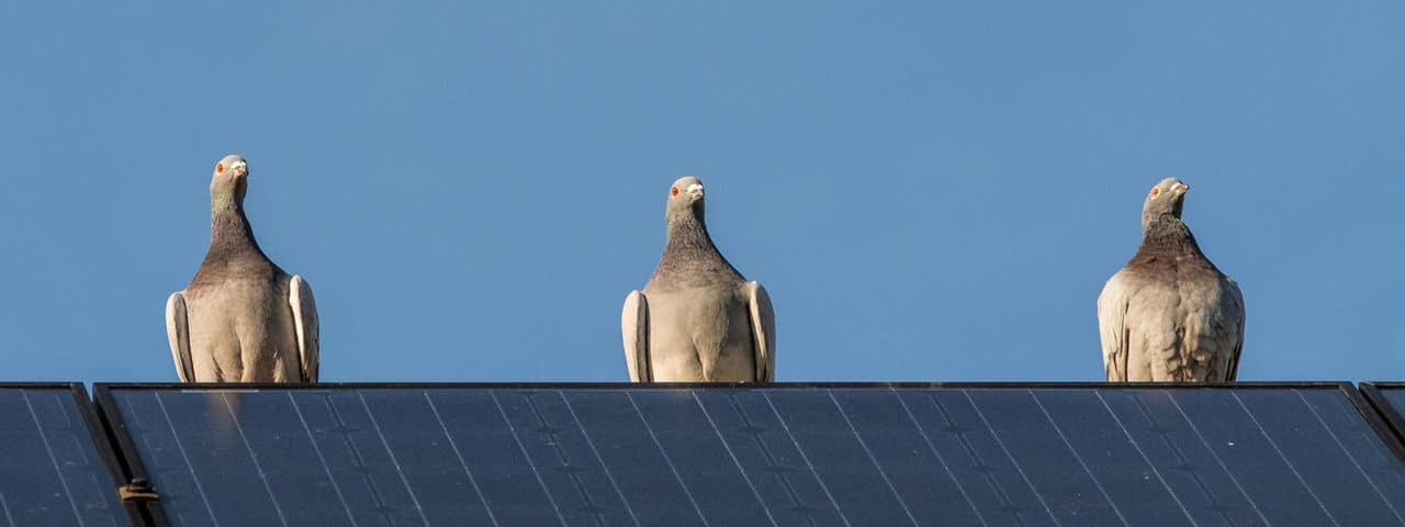 solar panel bird proofing - three bird next to solar panels.