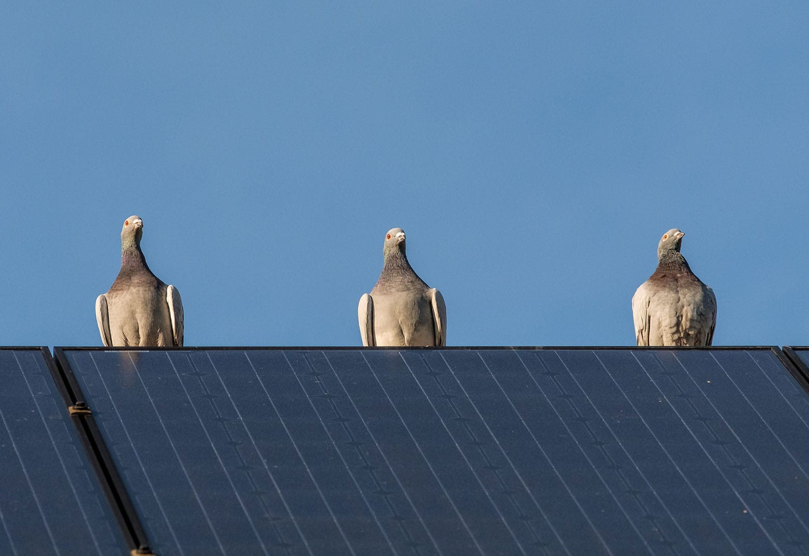 Solar Panel Bird Proofing Tips