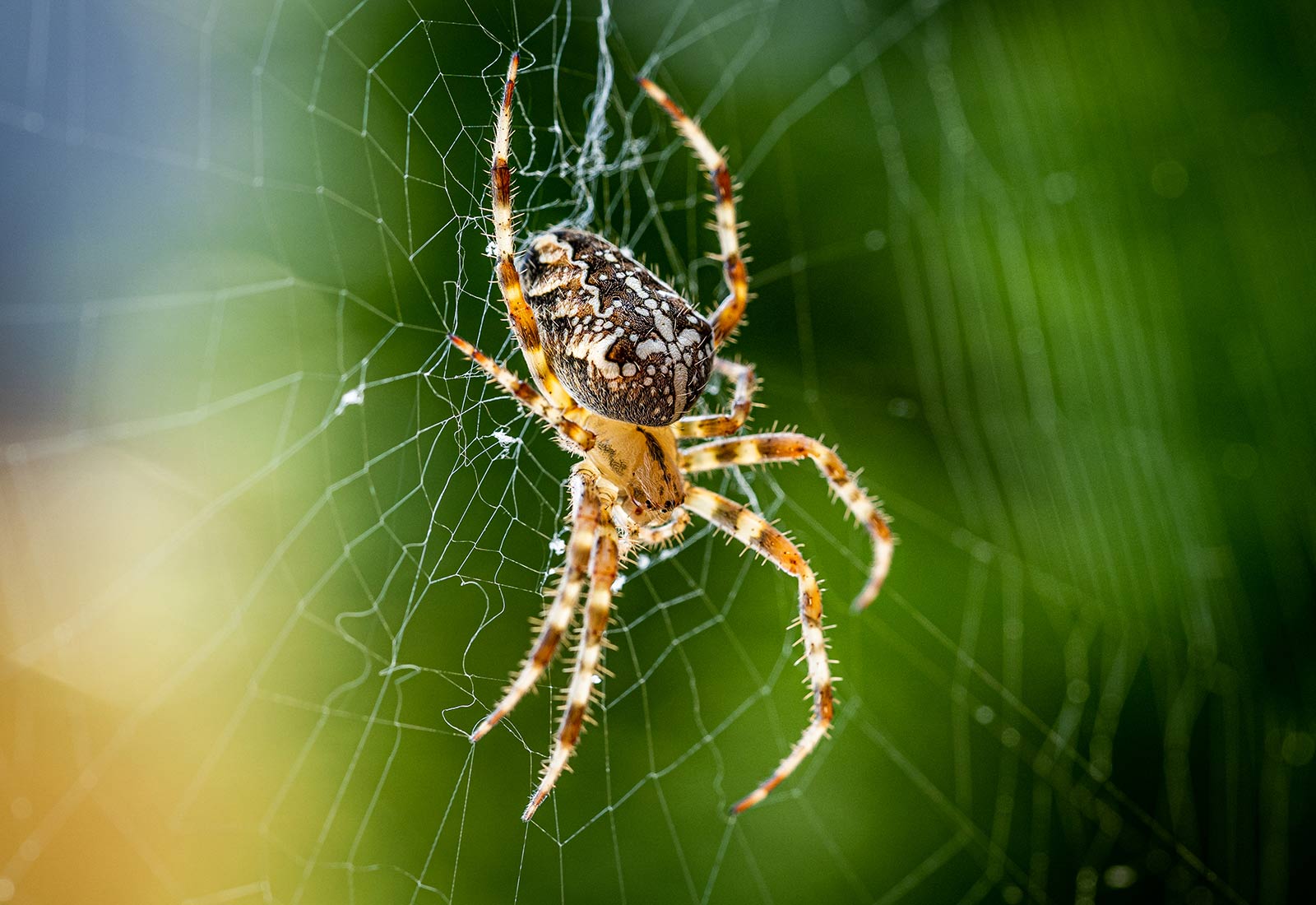 Orb-Weaver Spiders: Spooky Webs But Great For Pest Control