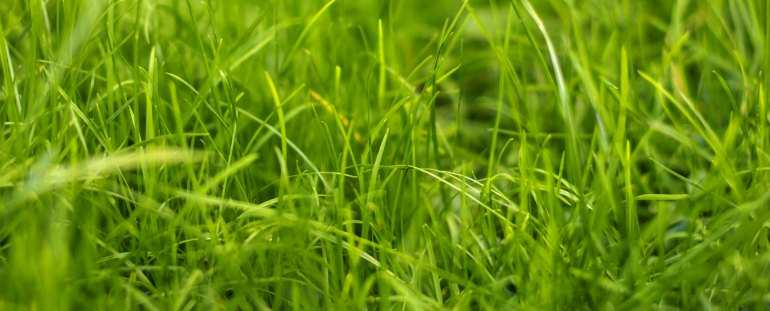 Green grass in spokane, washington because of Senske's Spokane sprinkler repair service