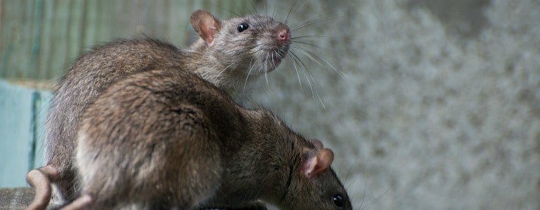 Two rats on property in spokane, washington. The homeowner needs Senske Spokane pest control services.