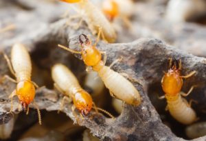 Termite control needed for a termite infestation shown in image.