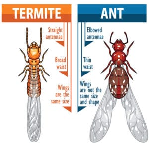 How to identify the difference between termites and carpenter ants.