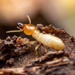 Termite on log needs Termite Pest Control service from Senske