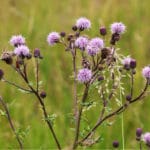 Thistle weed control needed for purple thistle Lawn Weeds shown