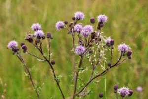 Thistle weed control needed for purple thistle Lawn Weeds shown
