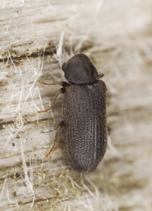 A single tree borer beetle on a tree. Tree borers need pest control.