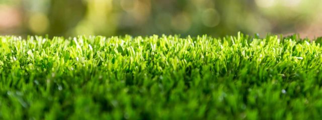 close up of turf grass