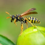 Wasp control needed for wasp in yard