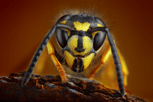 Close up front view of wasp
