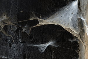 Spider webs in a corner