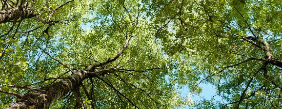 Beautiful tree branches in Yakima, Washington. Get Yakima tree service today!