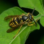 yellow jacket removal needed for yellowjacket on leaf in yard